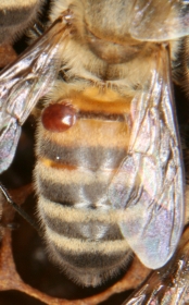 Varroamilbe auf einer Arbeiterin